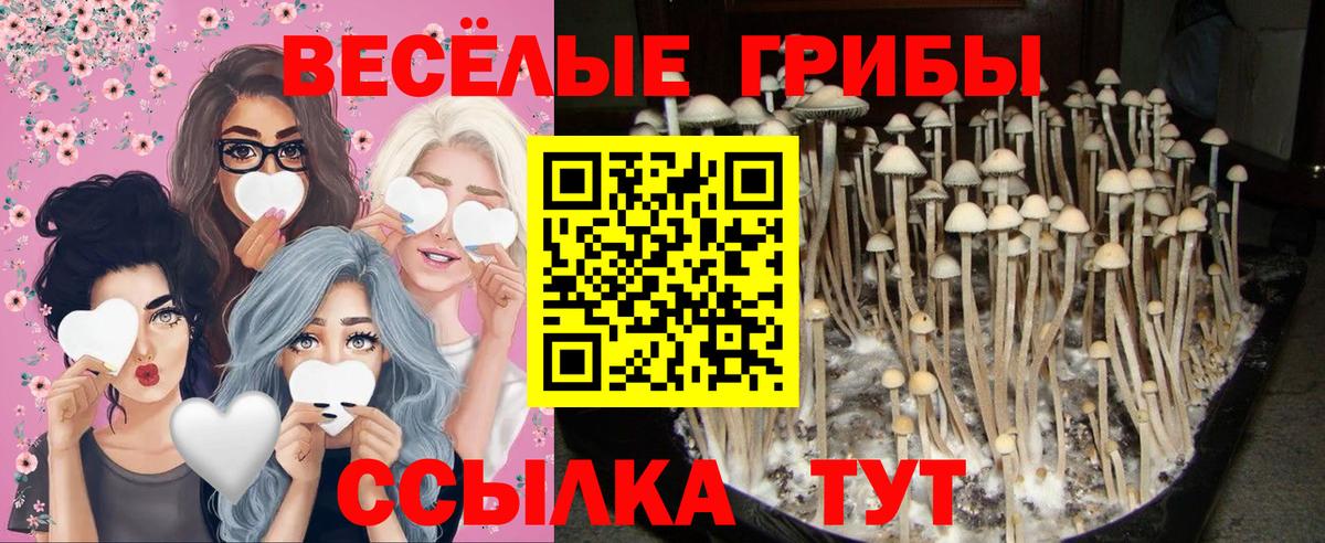 Галлюциногенные грибы Psilocybe Люберцы